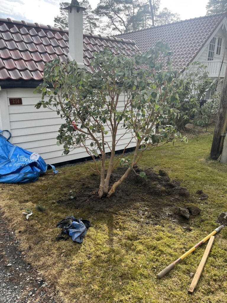 Planting